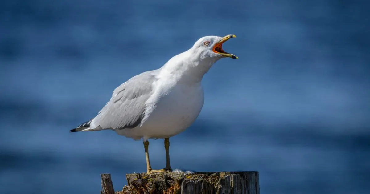 Seagulls are getting drunk on ants and causing traffic chaos | News UK