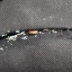 Mutant bed bugs surge in the UK after building resistance to insecticides | News UK