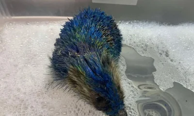 Four arrested after hedgehog spray painted in Leeds United colours | News UK