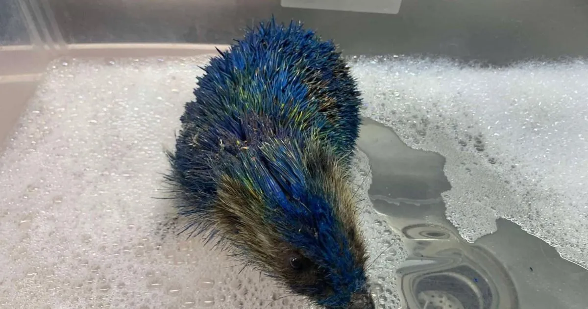Four arrested after hedgehog spray painted in Leeds United colours | News UK