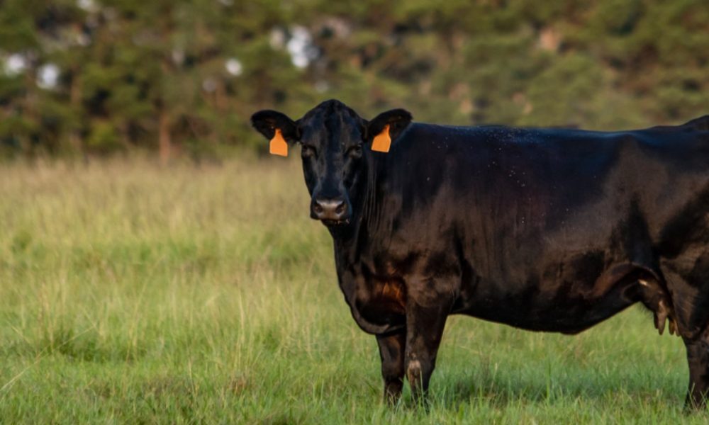 American tests validate Rumin8 carbon credits, feed efficiency