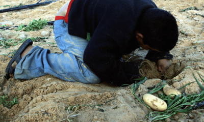Gaza - boy crouches over vegetable field