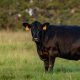 American tests validate Rumin8 carbon credits, feed efficiency
