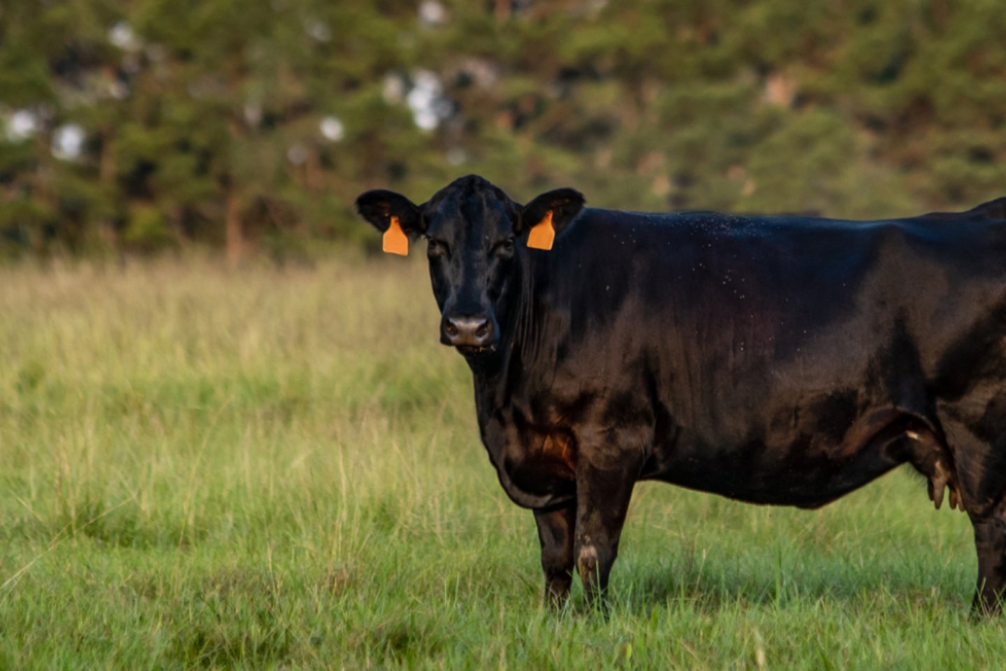 American tests validate Rumin8 carbon credits, feed efficiency