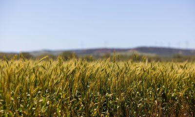 Rain the key as WA looks to another record crop