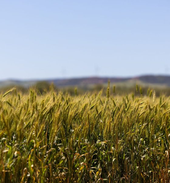 Rain the key as WA looks to another record crop