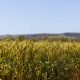 Rain the key as WA looks to another record crop