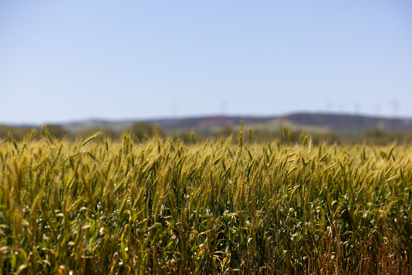 Rain the key as WA looks to another record crop