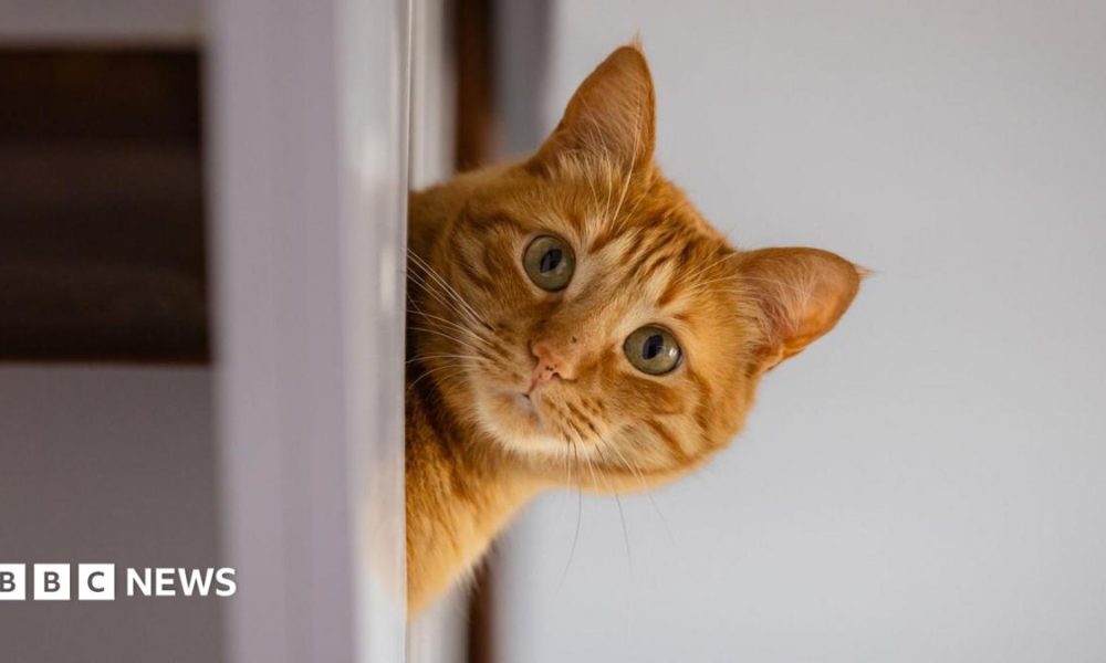 A domestic cat peeks out from behind some furniture