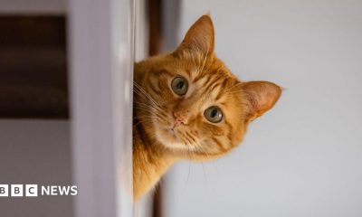 A domestic cat peeks out from behind some furniture