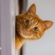 A domestic cat peeks out from behind some furniture