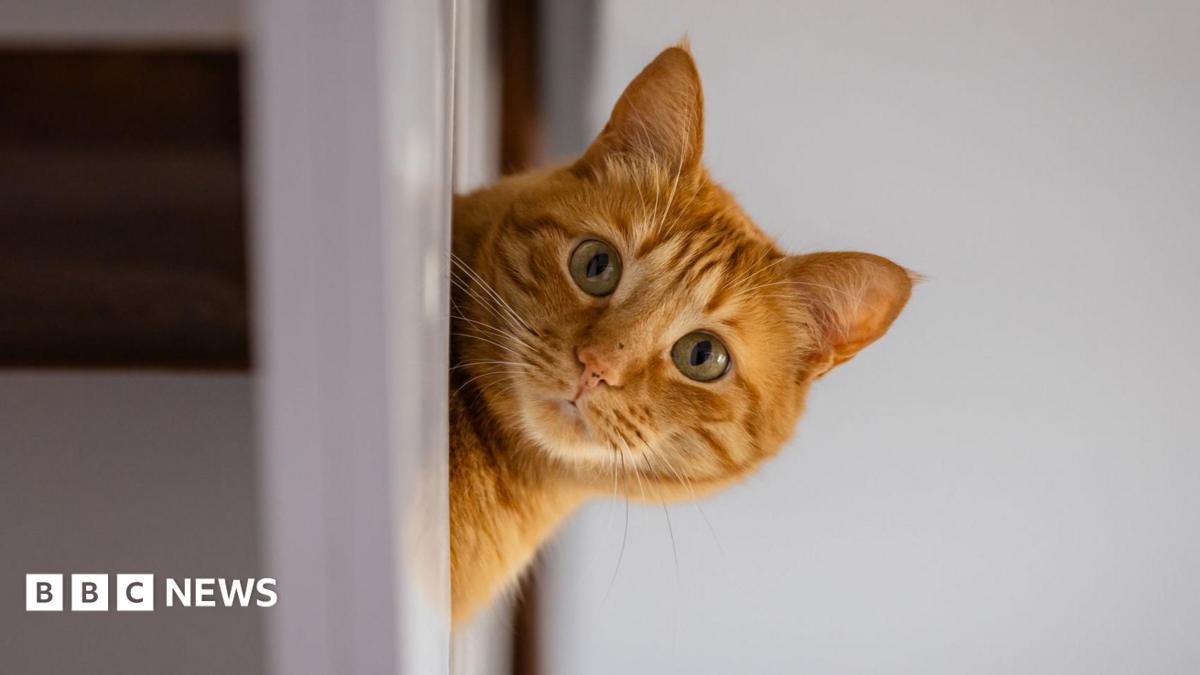 A domestic cat peeks out from behind some furniture