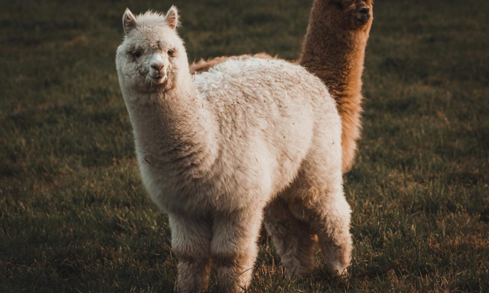 Crypto brokerage firm Alpaca raises $135 million for tokenized stock infrastructure