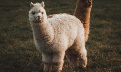 Crypto brokerage firm Alpaca raises $135 million for tokenized stock infrastructure