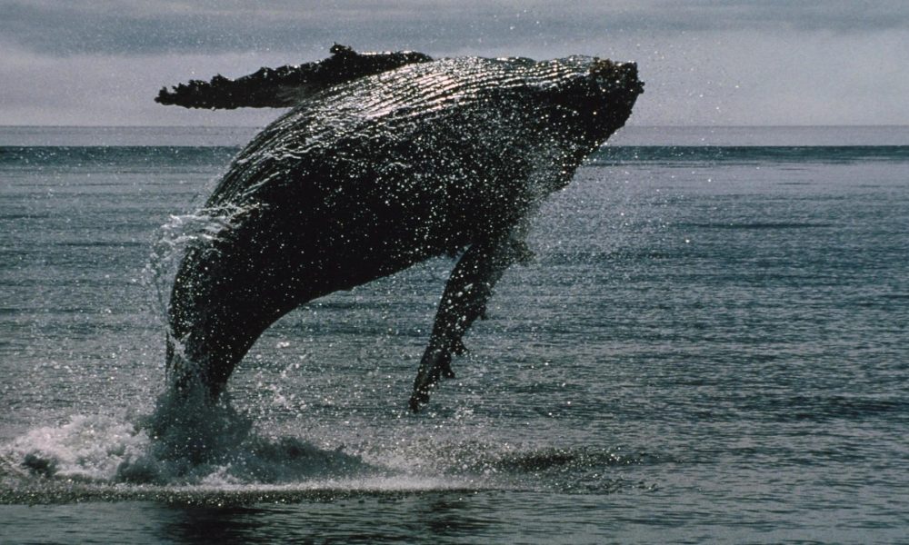 Bitcoin whales bought 270,000 BTC in two weeks even as ETFs bled a record $4 billion