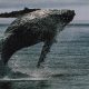 Bitcoin whales bought 270,000 BTC in two weeks even as ETFs bled a record $4 billion
