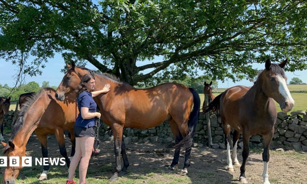 A resident at the Brainkind clinic meets Remy at a therapy session in York. The horse has dark skin and hair, with the participant wearing a suit and tie.