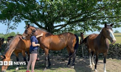 A resident at the Brainkind clinic meets Remy at a therapy session in York. The horse has dark skin and hair, with the participant wearing a suit and tie.
