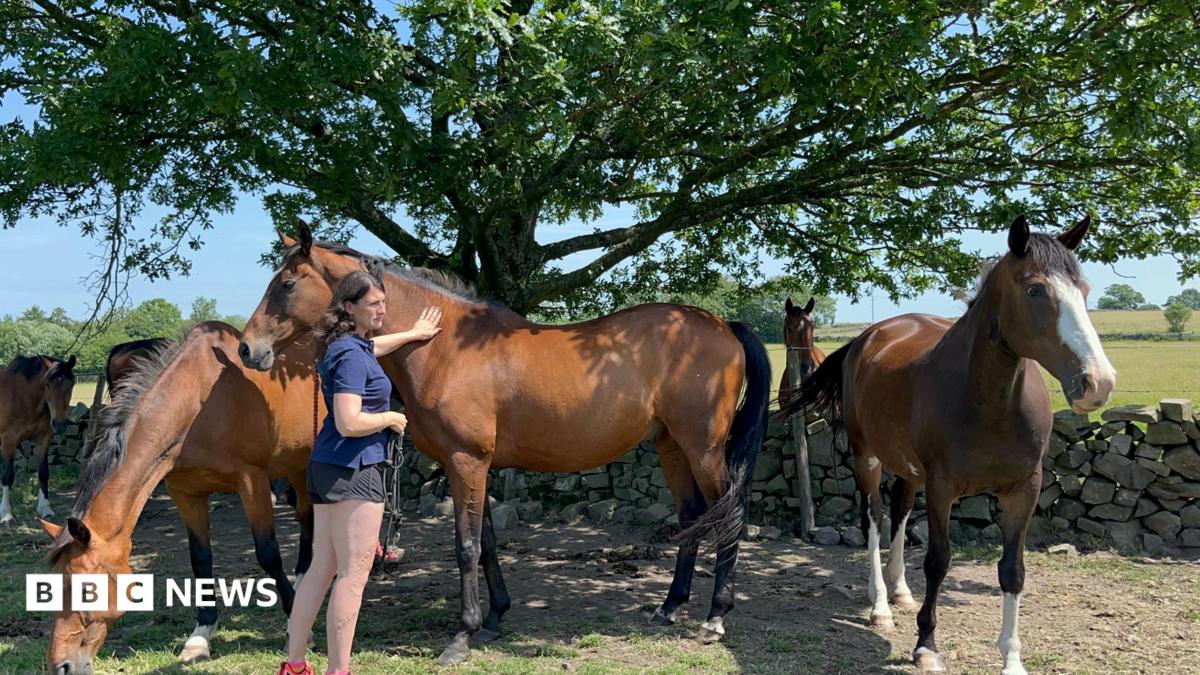 A resident at the Brainkind clinic meets Remy at a therapy session in York. The horse has dark skin and hair, with the participant wearing a suit and tie.