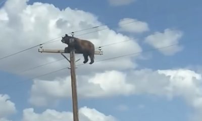 Bear That Climbed a New Mexico Utility Pole Dies of