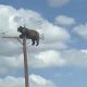 Bear That Climbed a New Mexico Utility Pole Dies of
