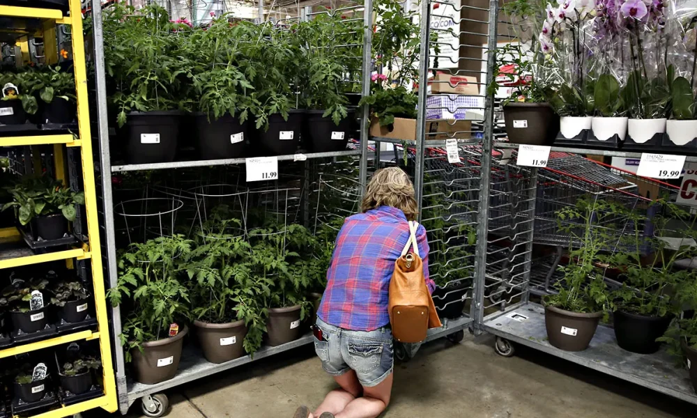 Costco warns desert willow plants may carry glassy-winged sharpshooter