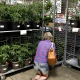 Costco warns desert willow plants may carry glassy-winged sharpshooter