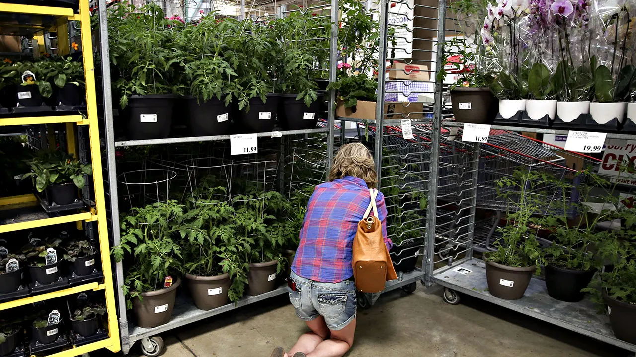 Costco warns desert willow plants may carry glassy-winged sharpshooter