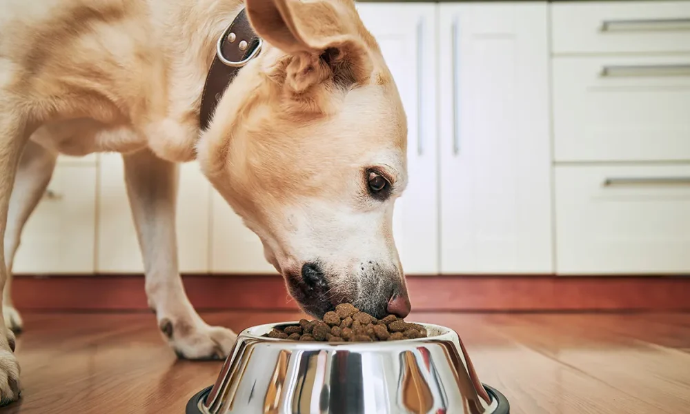 Pedigree dog food recalled over metal and plastic contamination risk