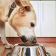 Pedigree dog food recalled over metal and plastic contamination risk