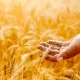 Star of the West focuses on sustainability