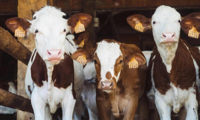 Struggling farmers unlock $20,000 in credit by putting cows on the blockchain