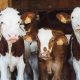 Struggling farmers unlock $20,000 in credit by putting cows on the blockchain