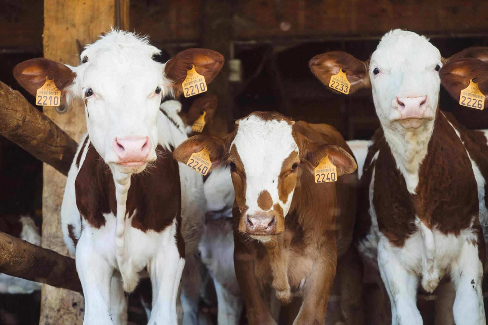 Struggling farmers unlock $20,000 in credit by putting cows on the blockchain