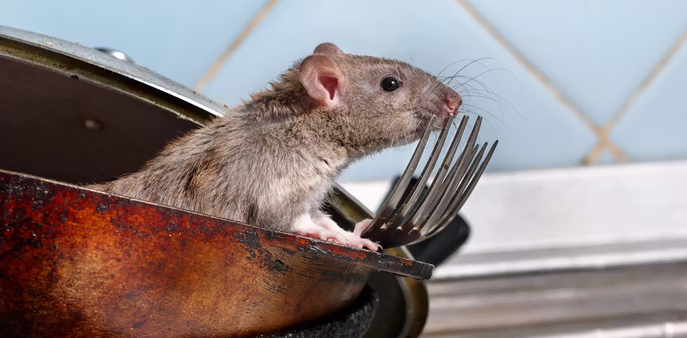 study reveals why rat catchers are so happy in their work