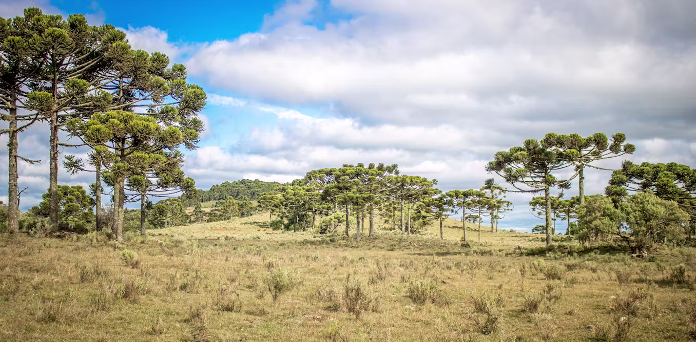 Brazil’s highland forest has been shaped by climate change and Indigenous people for 6,000 years