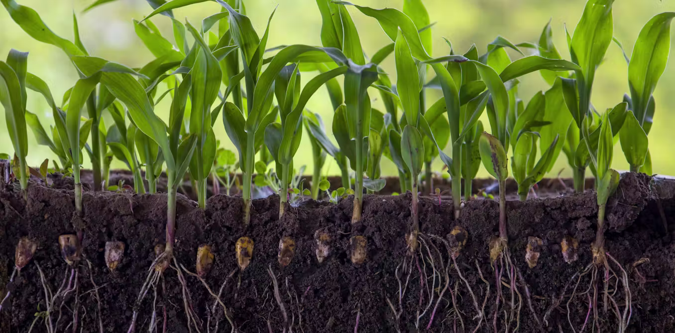 how plants fight back against salty soils