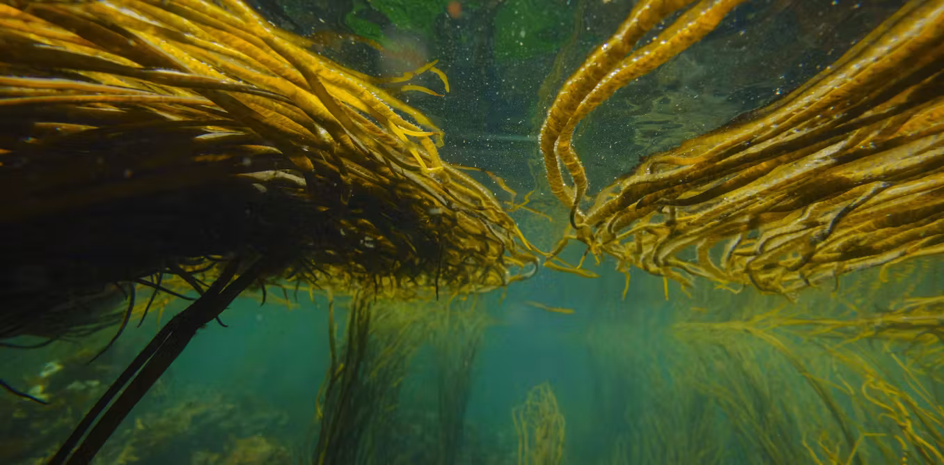 what happens to marine life during heatwaves