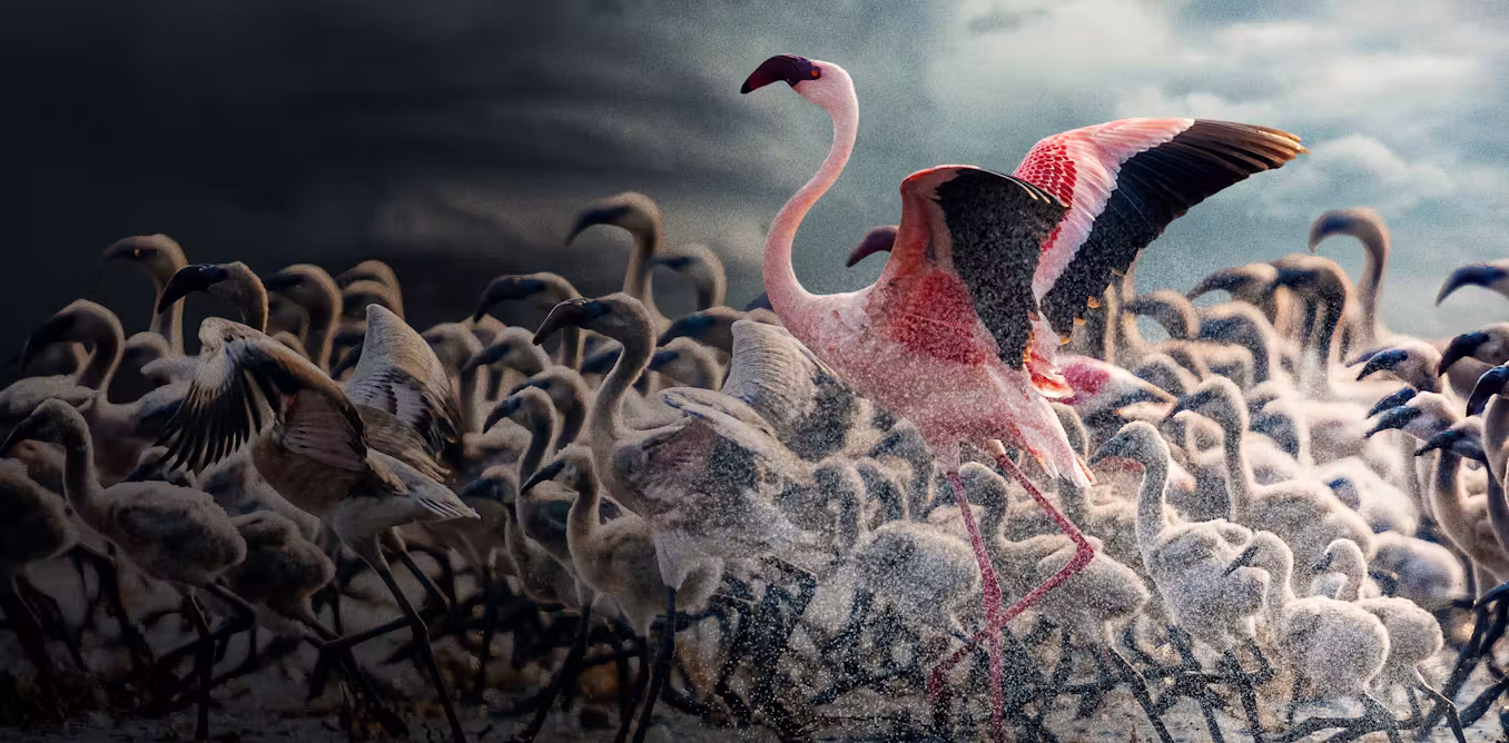 Force of Nature shows how extreme weather pushes wildlife to its limits