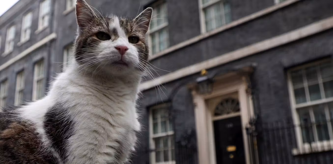 As Larry the cat welcomes yet another prime minister, an expert explains how pets adapt to change