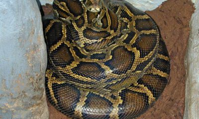 Florida Confirms New Burmese Python Breeding Hotspot Outside the Everglades,
