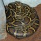 Florida Confirms New Burmese Python Breeding Hotspot Outside the Everglades,