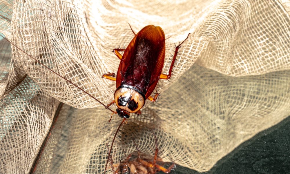 huge cockroach reporter cockroach lands on reporter live broadcast KTLA reporter Rachel Menitoff
