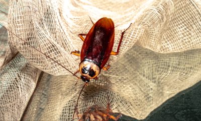 huge cockroach reporter cockroach lands on reporter live broadcast KTLA reporter Rachel Menitoff