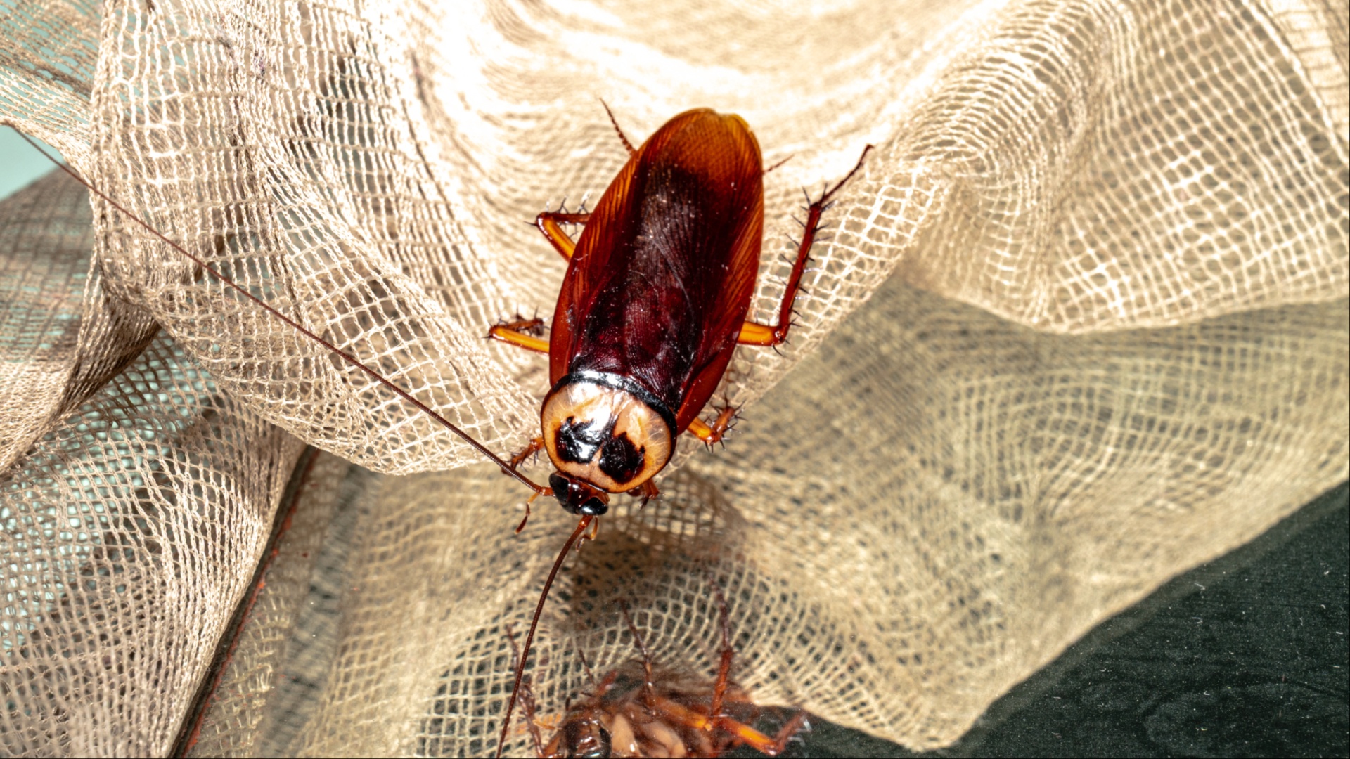 huge cockroach reporter cockroach lands on reporter live broadcast KTLA reporter Rachel Menitoff