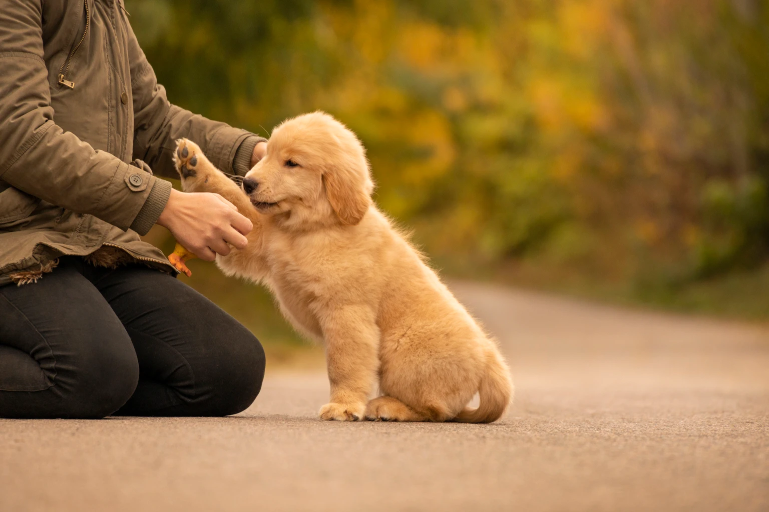 Chewy: Steady Growth And Undervalued