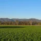 Gladstone Land: Why A Dividend Cut Is Likely (NASDAQ:LAND)