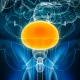 CG Oncology Stock: Priced To Perfection On Future Pipeline Success (NASDAQ:CGON)