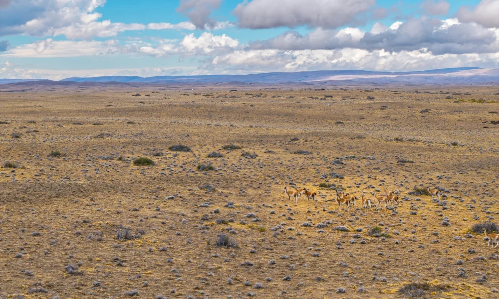 Cerrado Gold: Future Looks Bright, But Wait For Upside (OTCMKTS:CRDOF)
