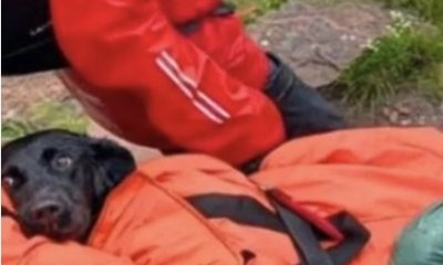 Labrador Rescued From Ben Nevis, UK's Tallest Mountain, After Owner